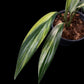 Epipremnum amplissimum aurea