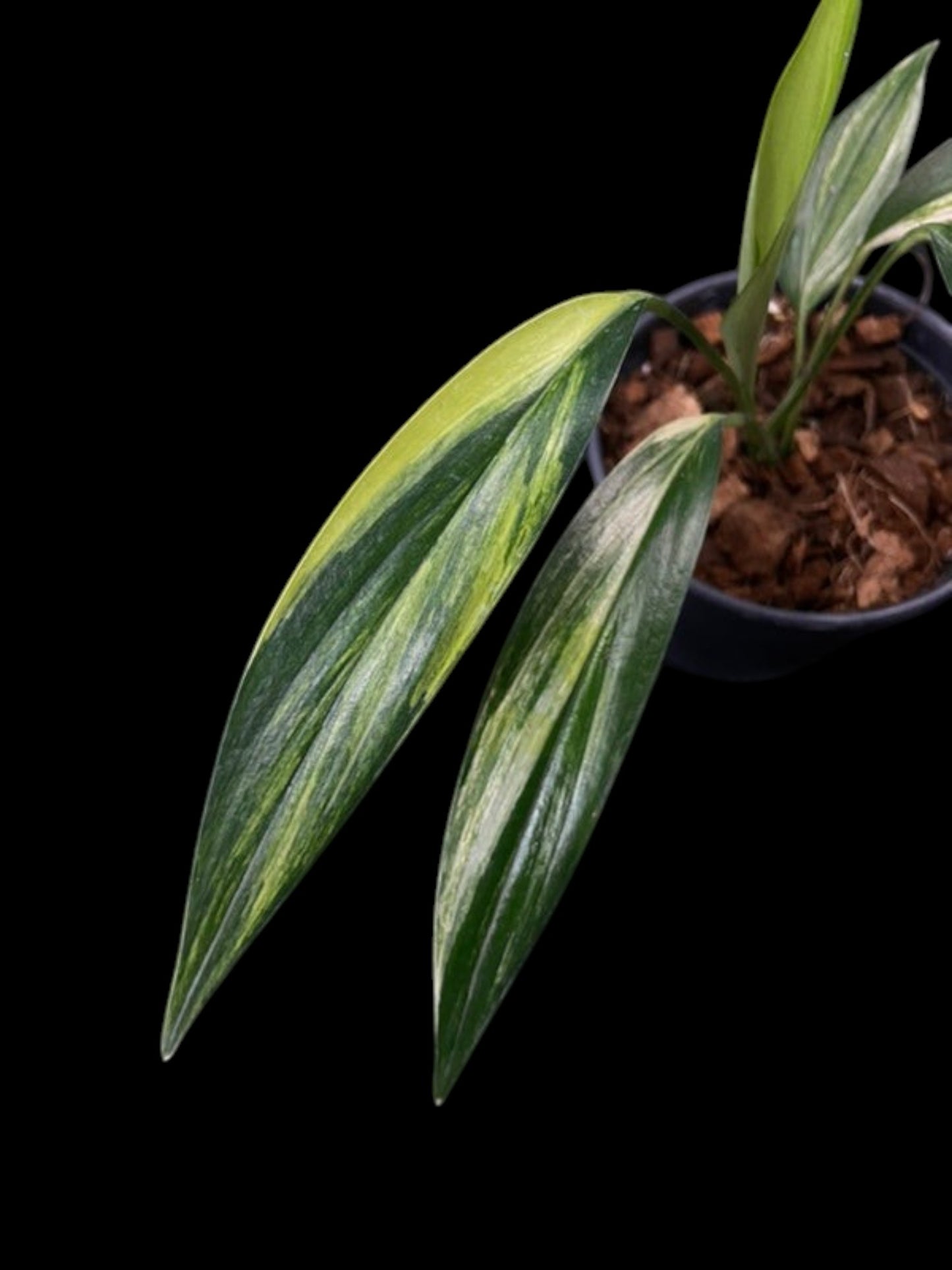 Epipremnum amplissimum aurea