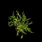 Epipremnum sangri-la