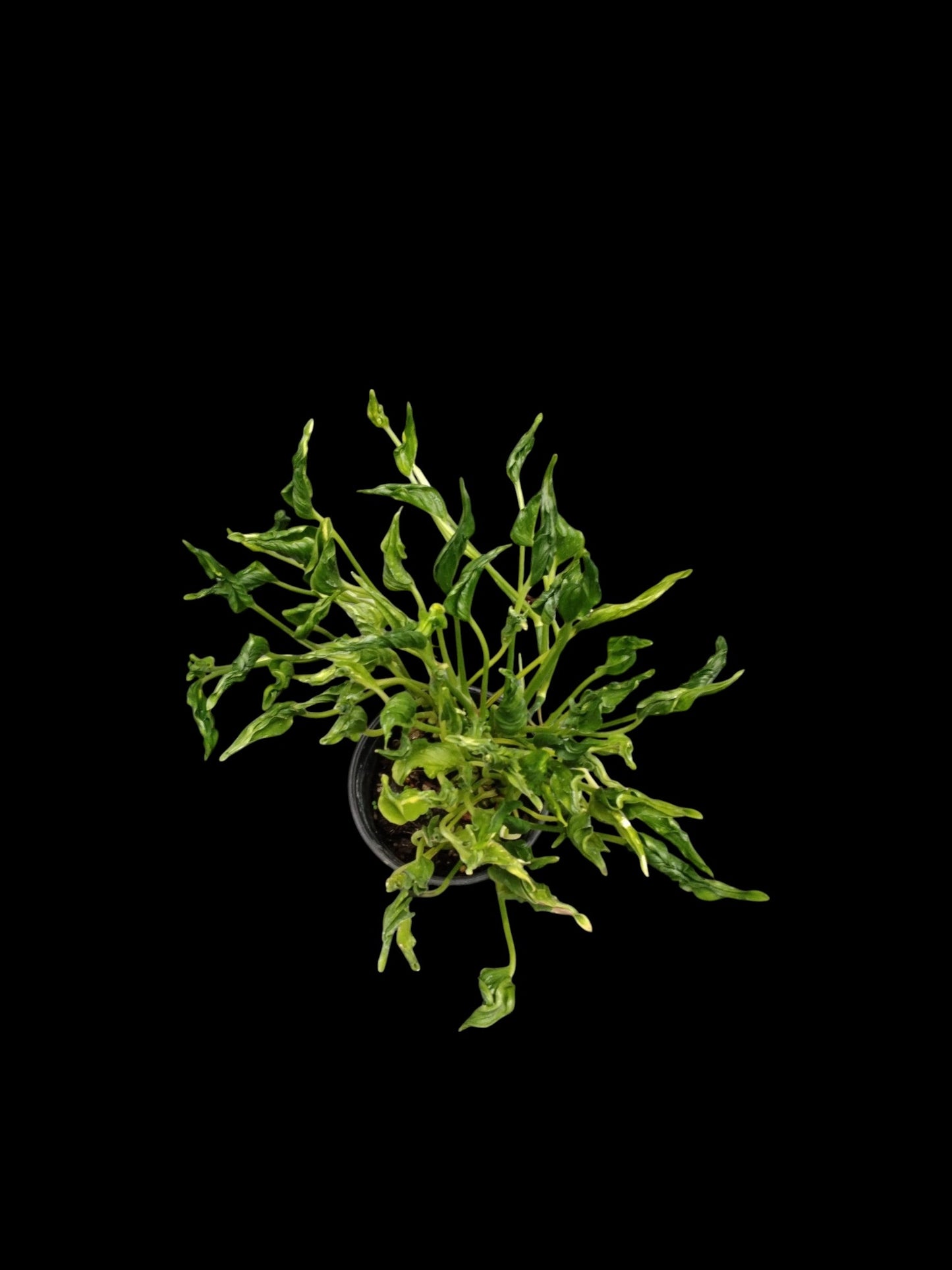 Epipremnum sangri-la