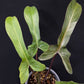 Philodendron Florida Bronze