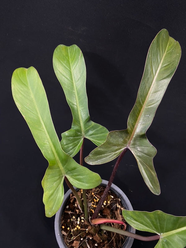 Philodendron Florida Bronze