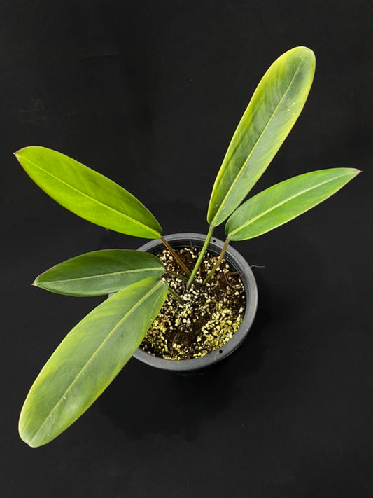 Philodendron callosum