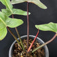 Philodendron Florida Bronze