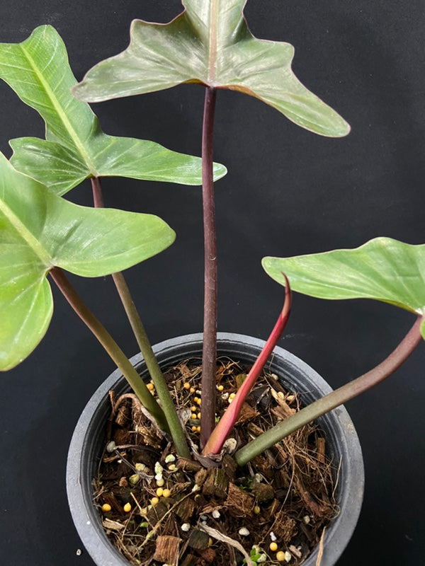 Philodendron Florida Bronze