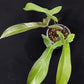 Philodendron Florida Bronze