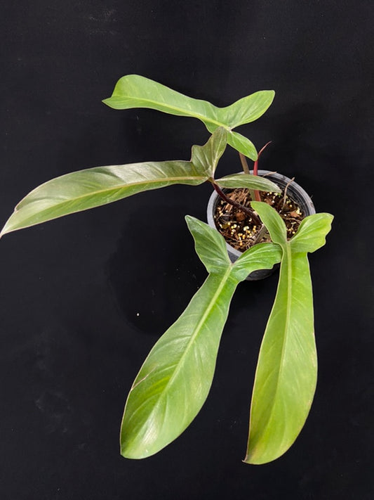 Philodendron Florida Bronze