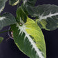 Syngonium Scrambled Eggs
