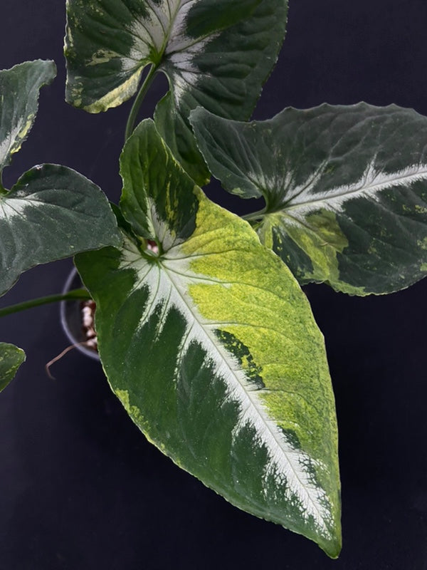 Syngonium Scrambled Eggs