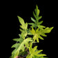 Philodendron radiatum variegated