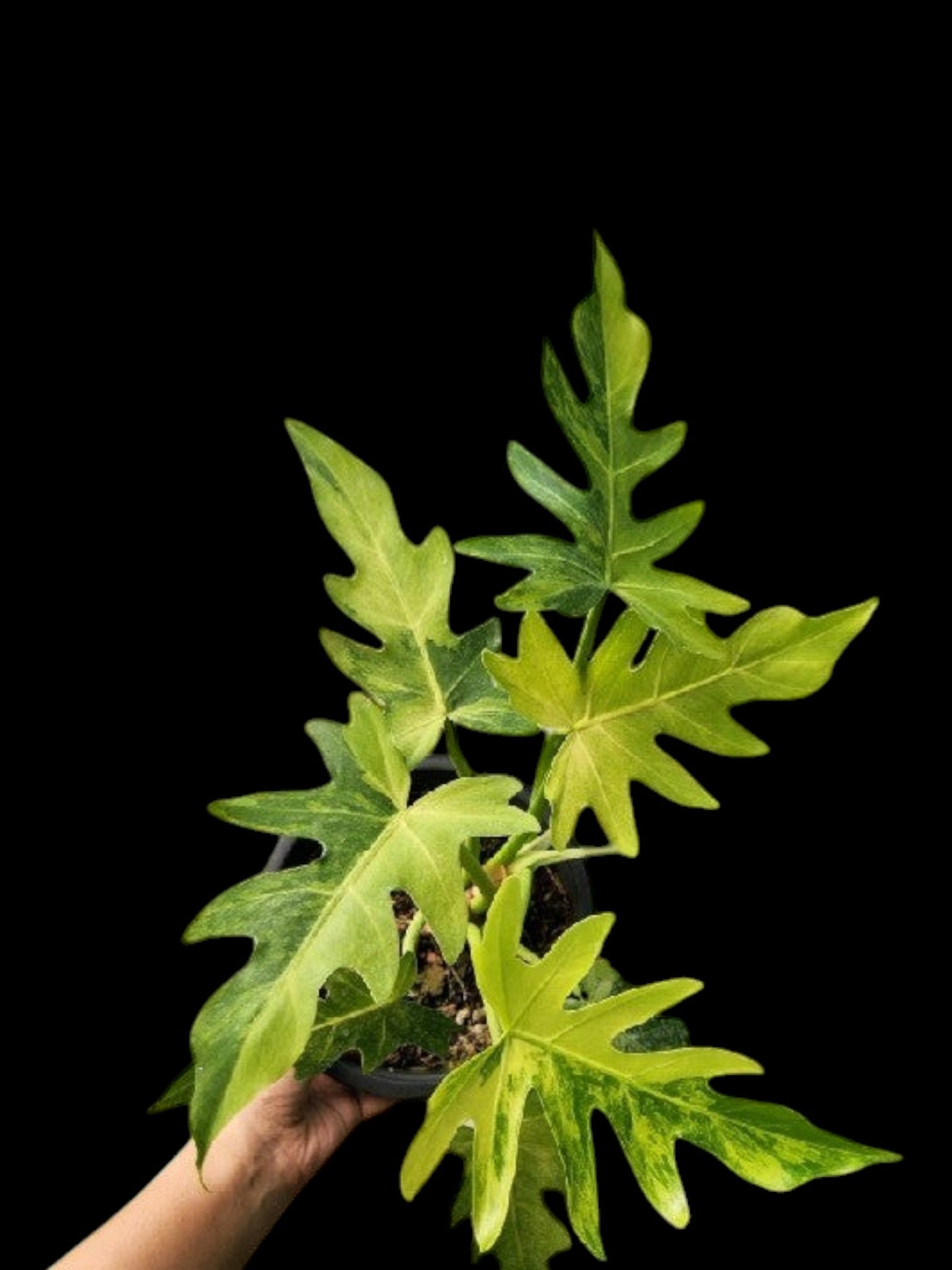 Philodendron radiatum variegated