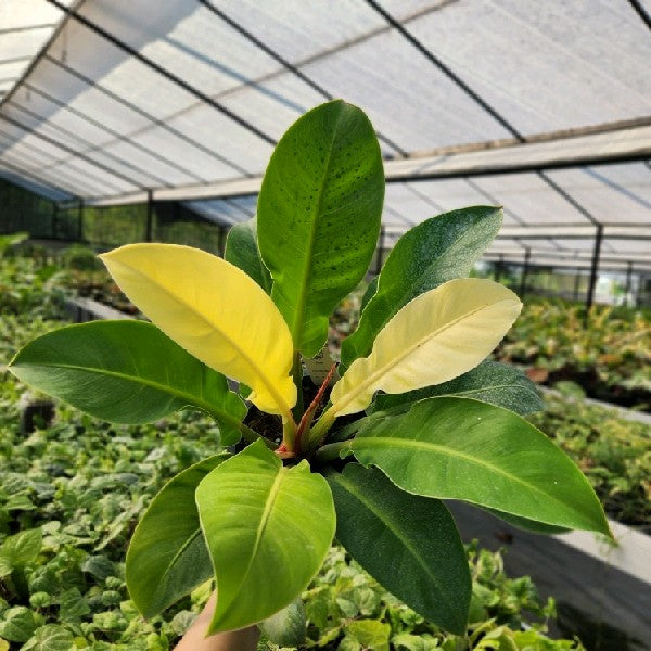 Philodendron Red Moon