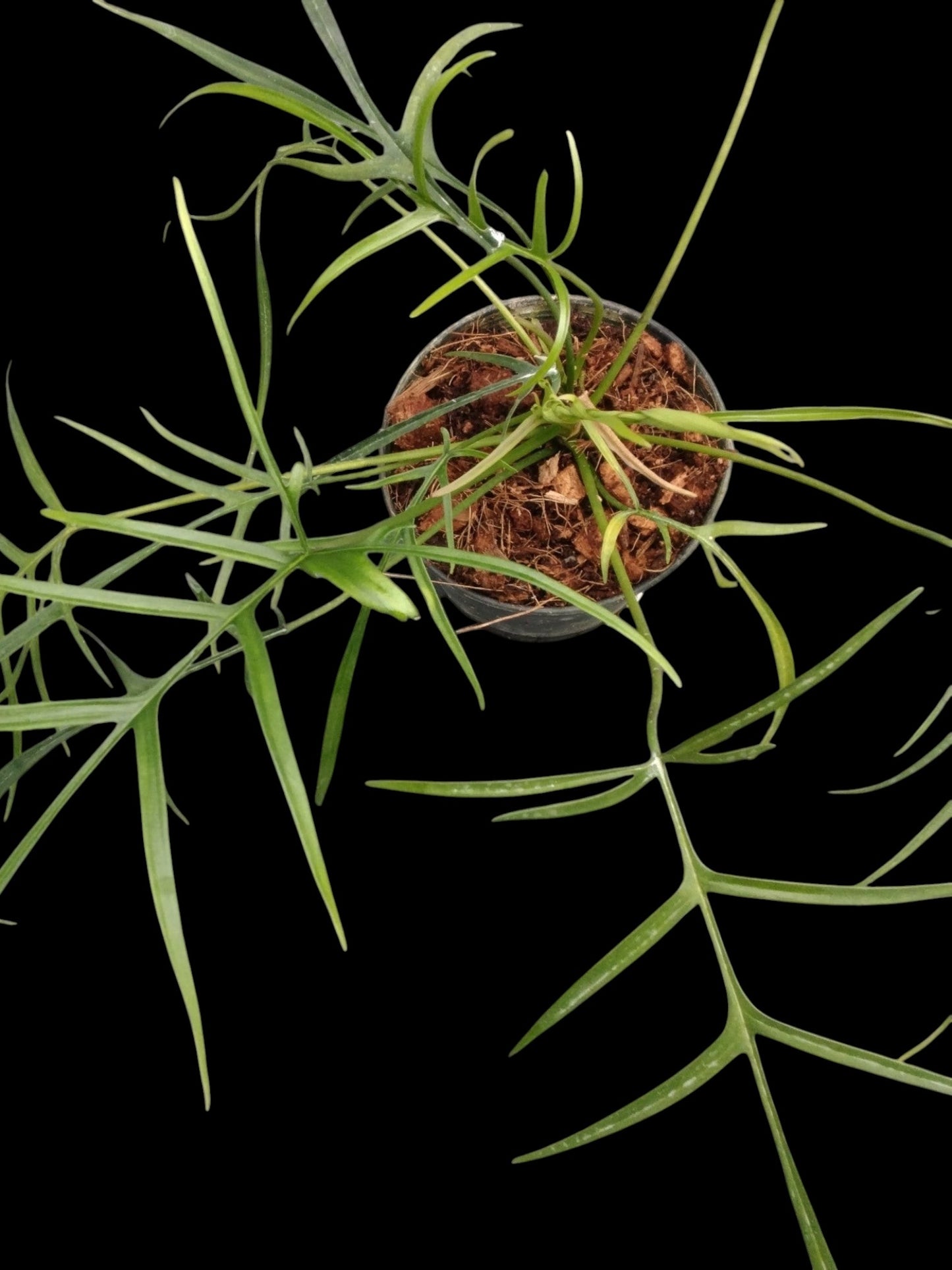 Philodendron polypodioides