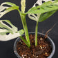 Monstera adansonii albo