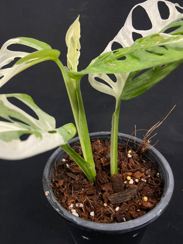 Monstera adansonii albo
