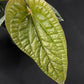 Anthurium luxurians x radicans