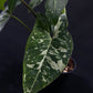 Syngonium Panda