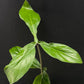 Philodendron 69686