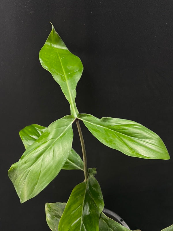 Philodendron 69686