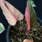 Homalomena rubescens Pink Diamond