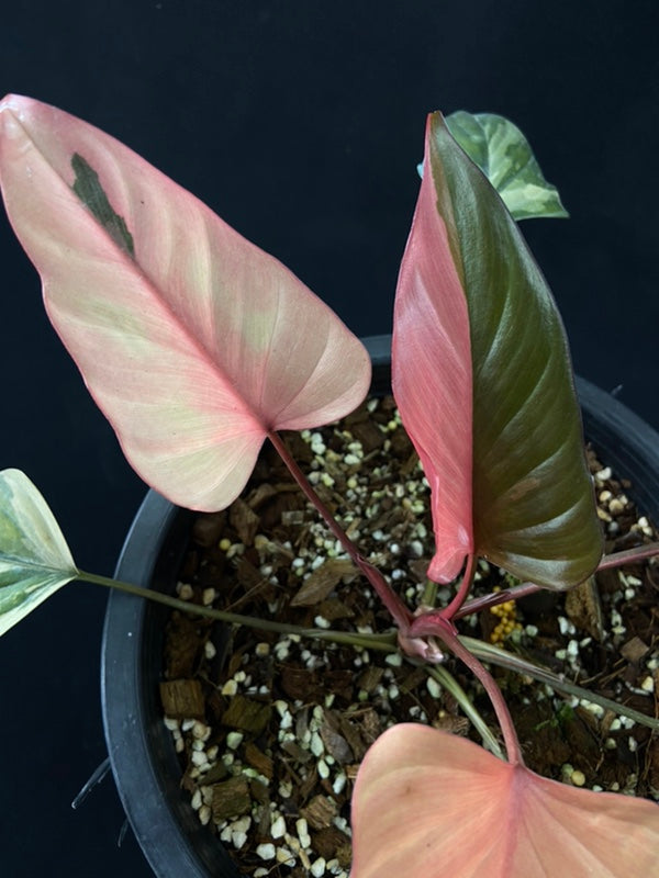 Homalomena rubescens Pink Diamond