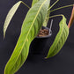 Philodendron heterocraspedon