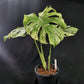Monstera Thai Constellation Green snow