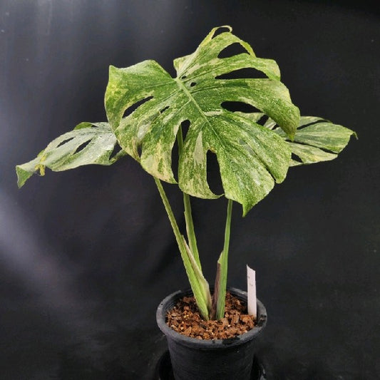 Monstera Thai Constellation Green snow