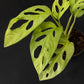 Monstera adansonii European Mint