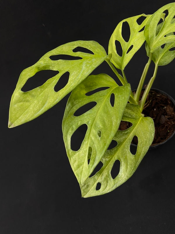 Monstera adansonii European Mint