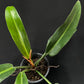 Philodendron ruizii