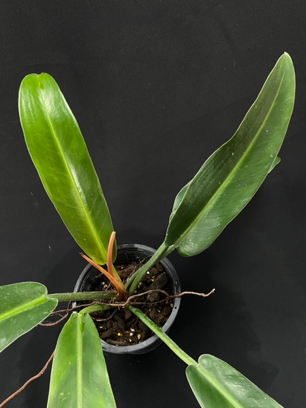 Philodendron ruizii