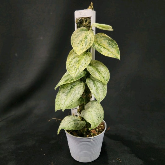 Scindapsus peasun variegated