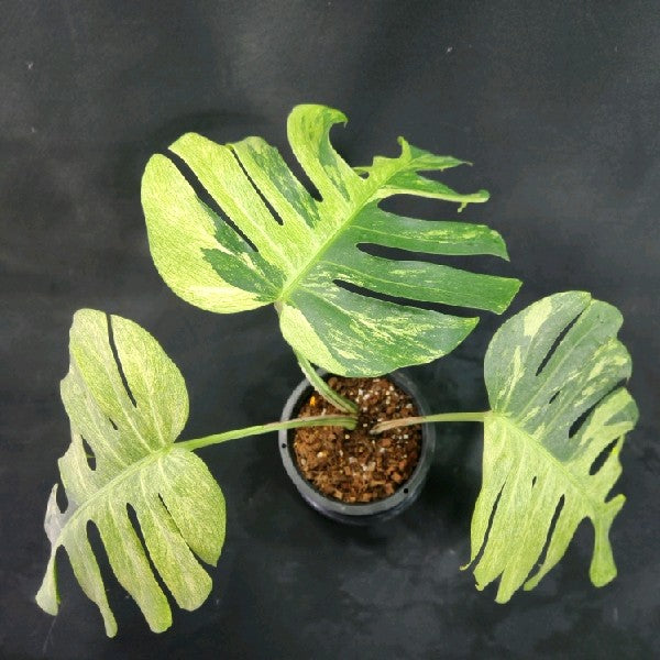 Monstera deliciosa Mint NOID