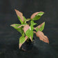 Syngonium Red Spot Tricolor