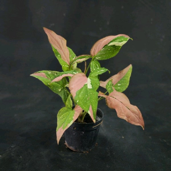 Syngonium Red Spot Tricolor