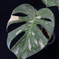 Monstera Thai Constellation