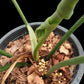 Philodendron Golden Dragon Narrow Form