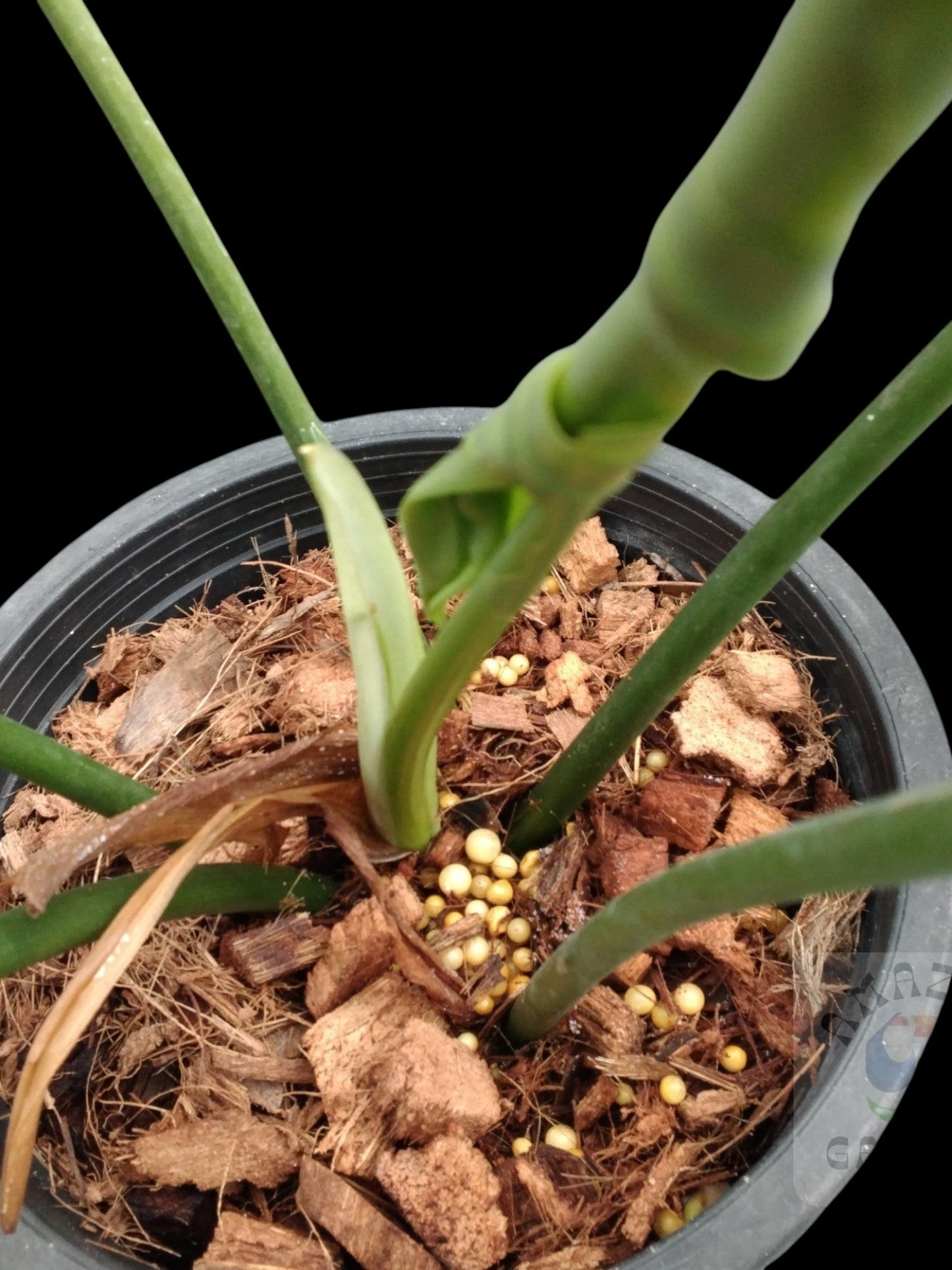 Philodendron Golden Dragon Narrow Form