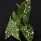Syngonium Panda