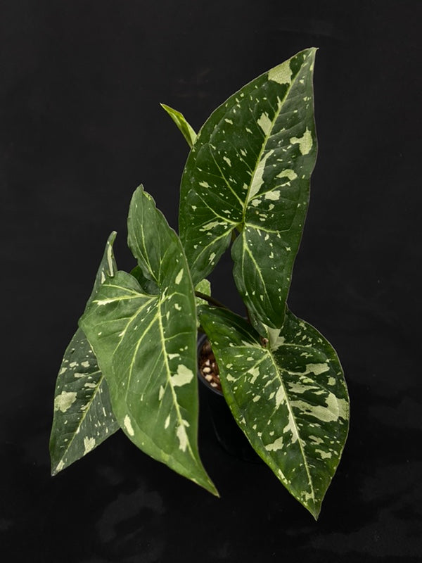 Syngonium Panda