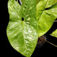 Syngonium Panda