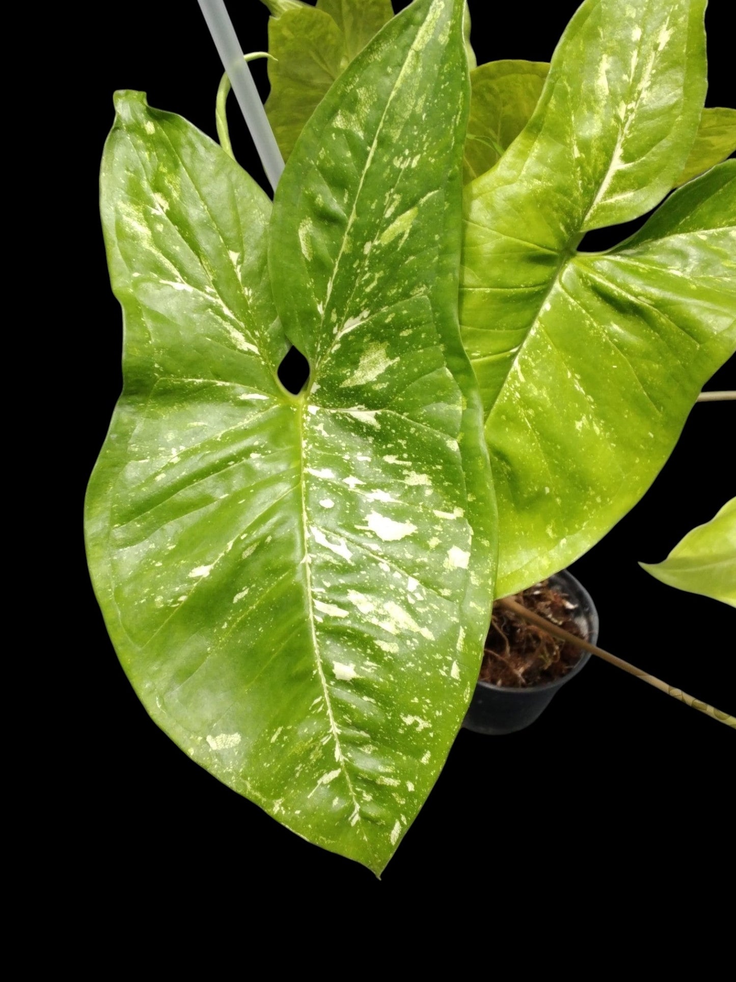 Syngonium Panda