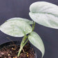 Scindapsus Platinum