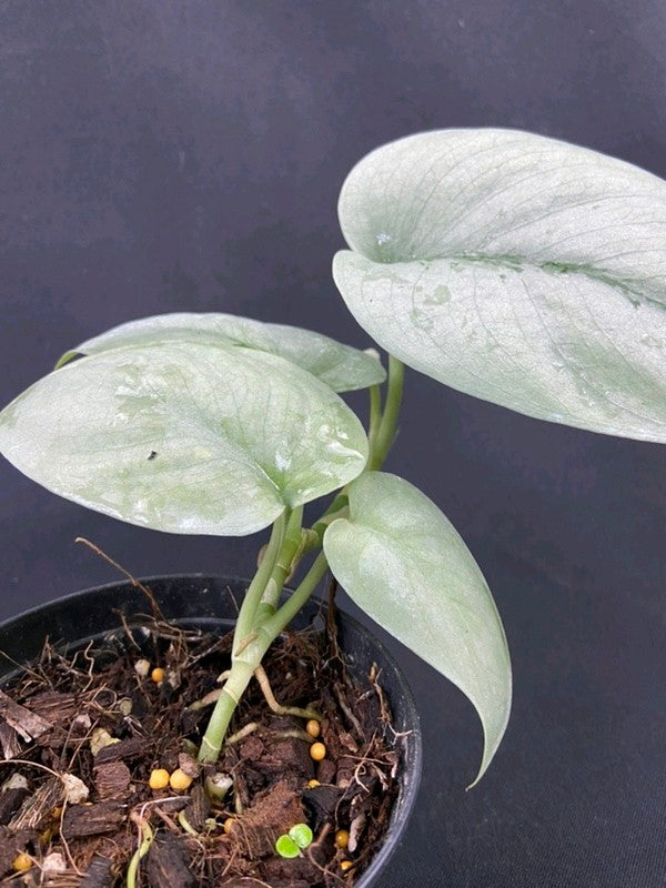 Scindapsus Platinum