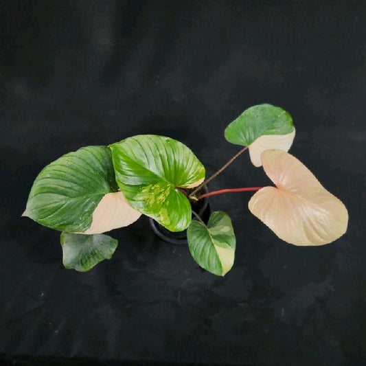 Homalomena rubescens tricolor