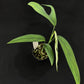 Monstera croatii