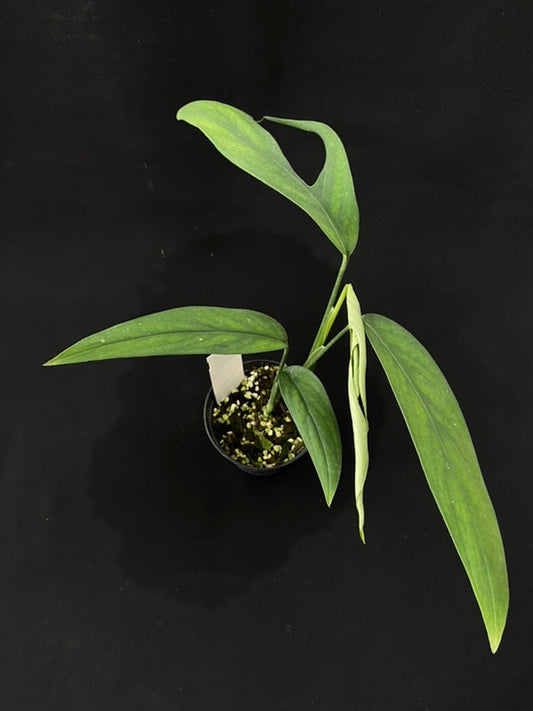 Monstera croatii