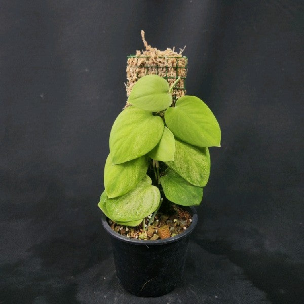 Scindapsus Gold Dust