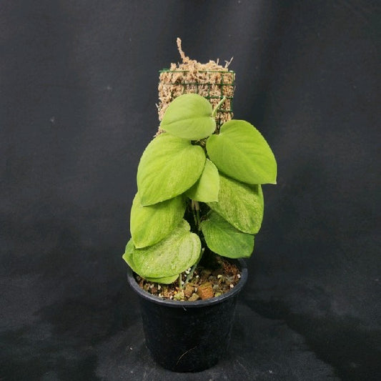 Scindapsus Gold Dust